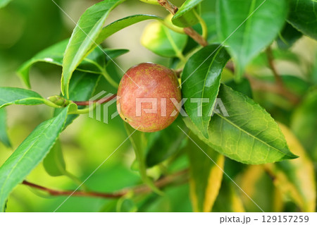 ツバキの実(椿油の原料 カメリア油 camellia oil) ツバキの実(椿油の原料 カメリア油 camellia oil) 129157259