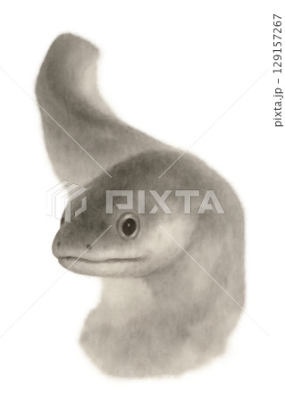 うなぎの顔のイラスト うなぎの顔のイラスト 129157267