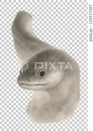 鰻魚臉圖 鰻魚臉圖 129157267