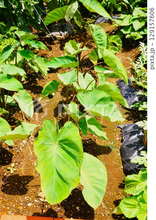 ヤツガシラ　八つ頭　八頭 129157606