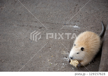 group of muskrats eating fresh fruits and sald group of muskrats eating fresh fruits and sald 129157628