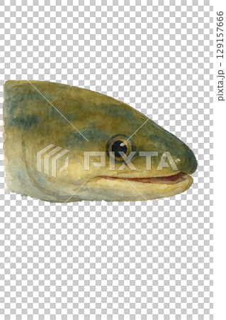 鰻魚臉圖 129157666