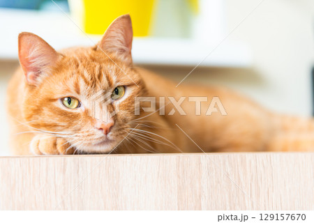 Red domestic cat sleeping near radiator Red domestic cat sleeping near radiator 129157670