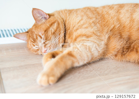 Red domestic cat sleeping near radiator 129157672