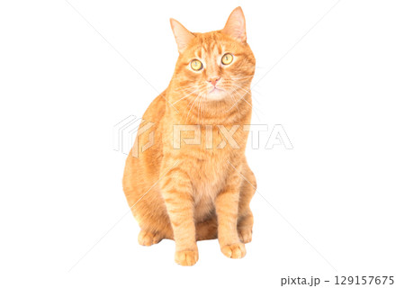 Red domestic cat 129157675