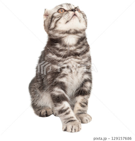 Little kitten Scottish fold cat 129157686