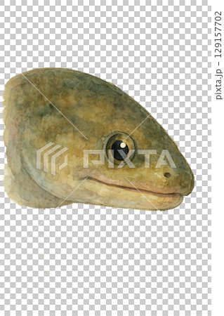 鰻魚臉圖 129157702