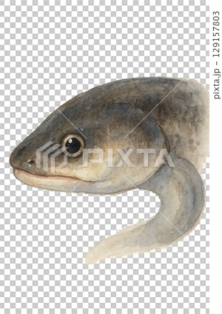 鰻魚臉圖 129157803