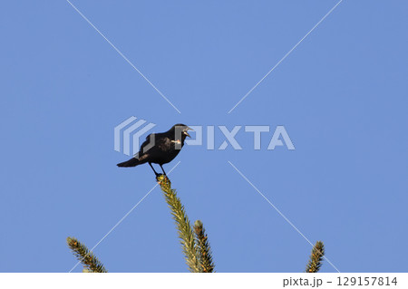 Red winged blackbird perched on a pine tree Red winged blackbird perched on a pine tree 129157814