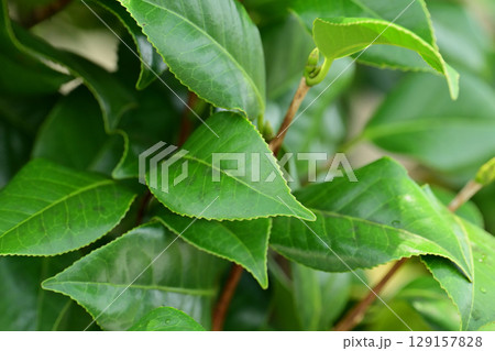 美しい新緑(エコロジー：SDGs)　green leaves  oxygen 129157828