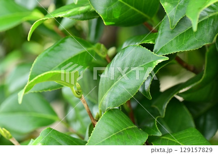 美しい新緑(エコロジー:SDGs) green leaves oxygen 美しい新緑(エコロジー:SDGs) green leaves oxygen 129157829