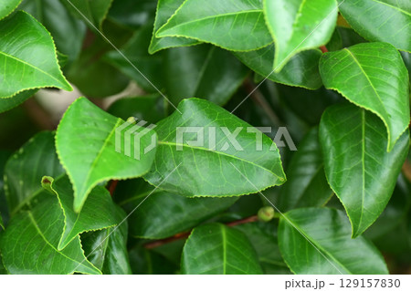 美しい新緑(エコロジー:SDGs) green leaves oxygen 美しい新緑(エコロジー:SDGs) green leaves oxygen 129157830