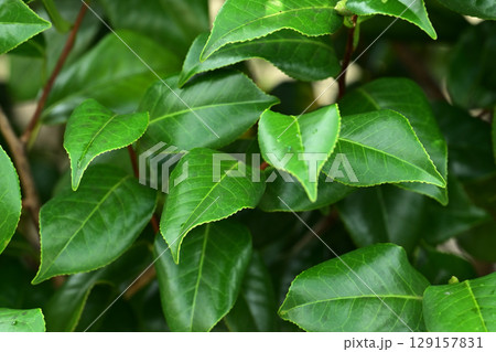 美しい新緑(エコロジー:SDGs) green leaves oxygen 美しい新緑(エコロジー:SDGs) green leaves oxygen 129157831