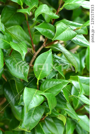 美しい新緑(エコロジー:SDGs) green leaves oxygen 美しい新緑(エコロジー:SDGs) green leaves oxygen 129157833