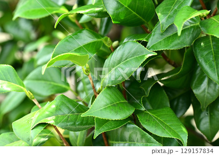美しい新緑(エコロジー:SDGs) green leaves oxygen 美しい新緑(エコロジー:SDGs) green leaves oxygen 129157834