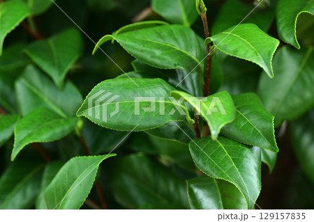 美しい新緑(エコロジー:SDGs) green leaves oxygen 美しい新緑(エコロジー:SDGs) green leaves oxygen 129157835
