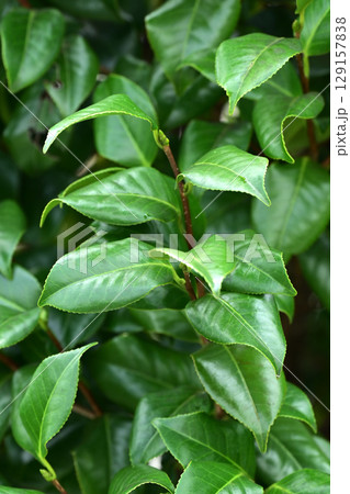 美しい新緑(エコロジー:SDGs) green leaves oxygen 美しい新緑(エコロジー:SDGs) green leaves oxygen 129157838