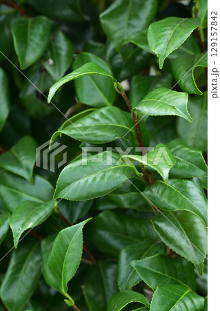 美しい新緑(エコロジー:SDGs) green leaves oxygen 美しい新緑(エコロジー:SDGs) green leaves oxygen 129157842