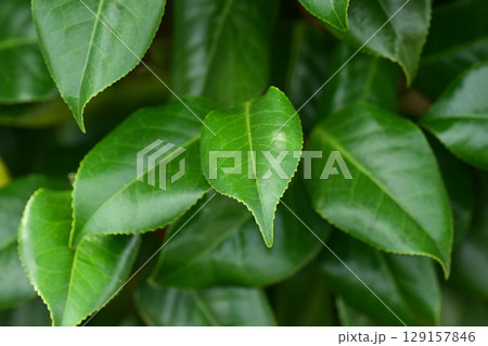 美しい新緑(エコロジー:SDGs) green leaves oxygen 美しい新緑(エコロジー:SDGs) green leaves oxygen 129157846