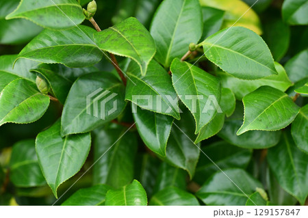 美しい新緑(エコロジー:SDGs) green leaves oxygen 美しい新緑(エコロジー:SDGs) green leaves oxygen 129157847