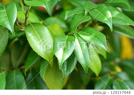 美しい新緑(エコロジー：SDGs)　green leaves  oxygen 129157848