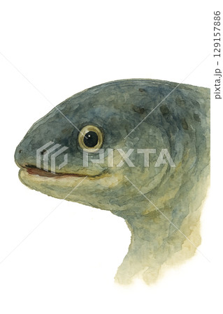 うなぎの顔のイラスト 129157886