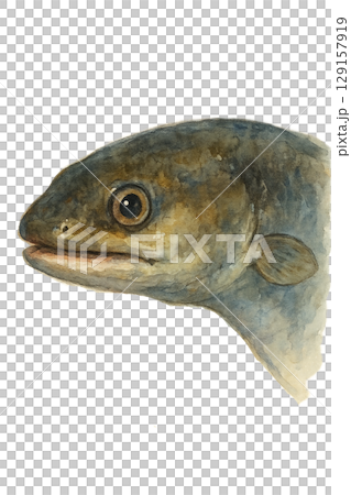鰻魚臉圖 129157919