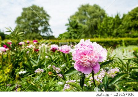明るい日差しの下の満開のバラ　ロンドン郊外のオスタリー・パークにて 129157936