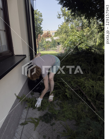 A gardener's hand in protective gloves collects trimmed branches of the yew tree Taxus baccata in bag. 129157943