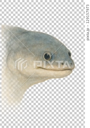 鰻魚臉圖 129157973