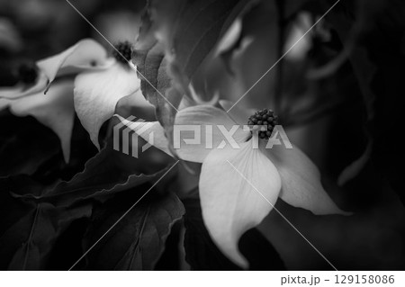 モノクロームの世界～山法師の花～ 129158086