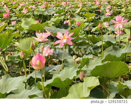 満開のハスの花　空撮 129158721