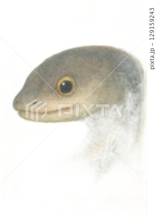 うなぎの顔のイラスト 129159243