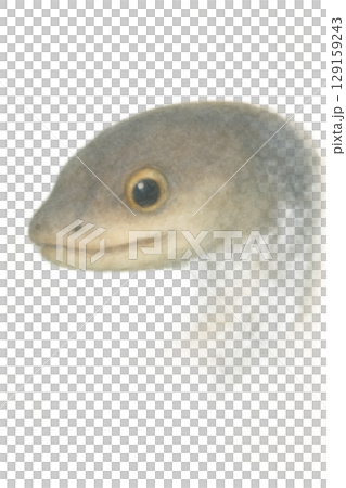 うなぎの顔のイラスト 129159243