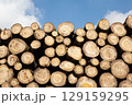 Pile of wood logs, closeup of clean cut of chopped firewood logs. Natural wooden background 129159295