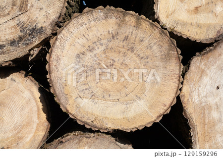 Pile of wood logs, closeup of clean cut of chopped firewood logs. Natural wooden background 129159296