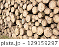 Pile of wood logs, closeup of clean cut of chopped firewood logs. Natural wooden background 129159297