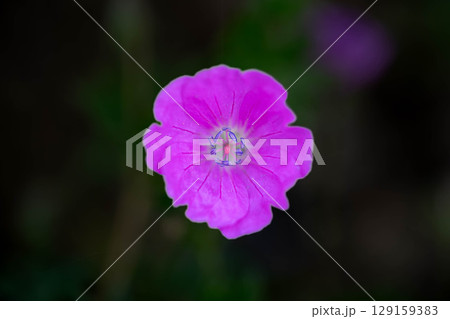 5月の風露草~クローズアップ・モーニング~ 5月の風露草~クローズアップ・モーニング~ 129159383