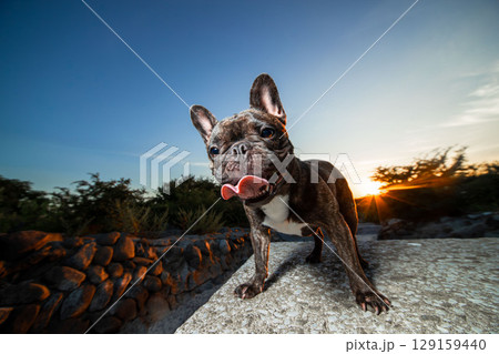 フレンチブルドッグ 129159440