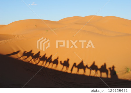 Silhouette of camel caravan in the desert sand during sunrise, Abu Dhabi, UAE Silhouette of camel caravan in the desert sand during sunrise, Abu Dhabi, UAE 129159451