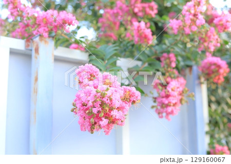 サルスベリの花 129160067