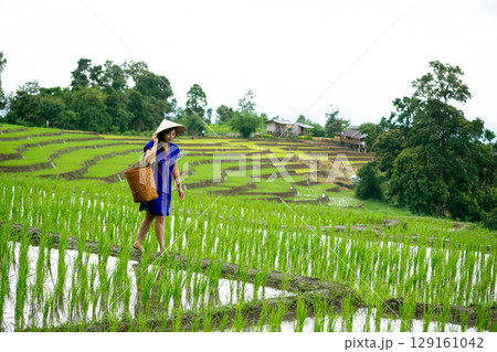Woman in blue dress wearing conical hat walking with basket in green rice paddy terrace field 129161042
