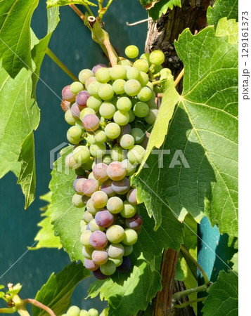 Bunch of ripening wine grapes. Black grapes for making a dark red wine. Close-up 129161373