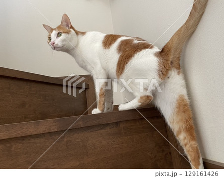 階段を駆け上がる猫 129161426