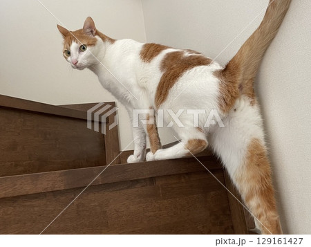 階段を駆け上がる猫 129161427