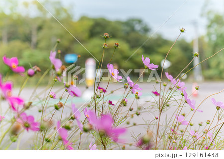 バス停とコスモス 129161438