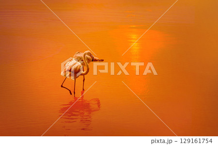 Two flamingos walk through shallow orange water during sunset 129161754