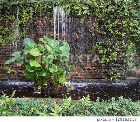 Tranquil garden scene with cascading water over a vine-covered brick wall 129162113