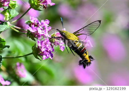 オオスカシバ (Pellucid hawk moth) 大透翅 オオスカシバ (Pellucid hawk moth) 大透翅 129162199