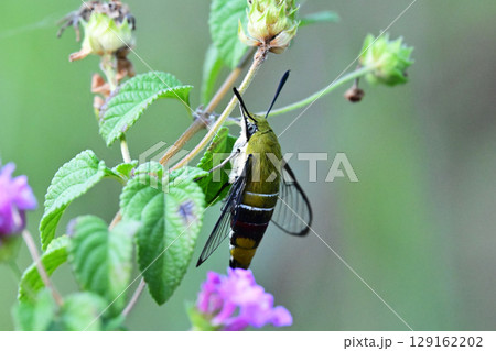 オオスカシバ　(Pellucid hawk moth)　大透翅 129162202